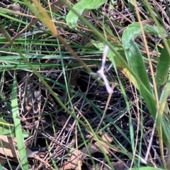 Pterophoridae (family) at Farrer Ridge NR  (FAR) - 3 Feb 2024 11:42 AM