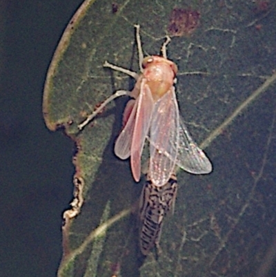 Brunotartessus fulvus (Yellow-headed Leafhopper) at Forde, ACT - 3 Feb 2024 by betchern0t