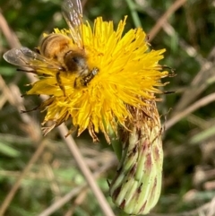 Apis mellifera (European honey bee) at Jarramlee-West MacGregor Grasslands - 3 Feb 2024 by NickiTaws