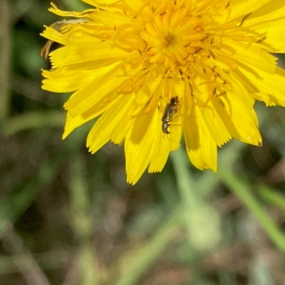 Dasytinae (subfamily) (Soft-winged flower beetle) at Jarramlee North (JRN) - 3 Feb 2024 by NickiTaws