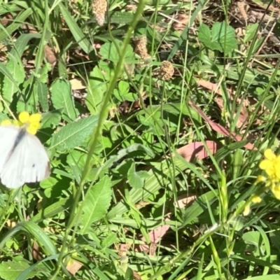 Pieris rapae (Cabbage White) at Farrer, ACT - 3 Feb 2024 by melchapman