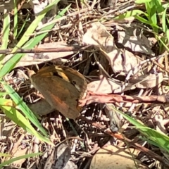 Heteronympha merope (Common Brown Butterfly) at Farrer, ACT - 3 Feb 2024 by melchapman