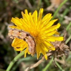 Lepidoptera unclassified IMMATURE moth at Dunlop, ACT - 3 Feb 2024 by NickiTaws