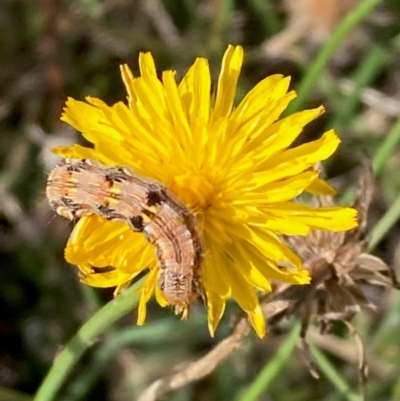 Lepidoptera unclassified IMMATURE moth at Jarramlee-West MacGregor Grasslands - 3 Feb 2024 by NickiTaws