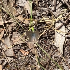 Zizina otis (Common Grass-Blue) at Farrer Ridge NR  (FAR) - 3 Feb 2024 by melchapman