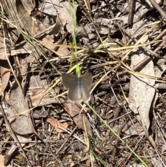 Zizina otis (Common Grass-Blue) at Farrer Ridge - 3 Feb 2024 by melchapman