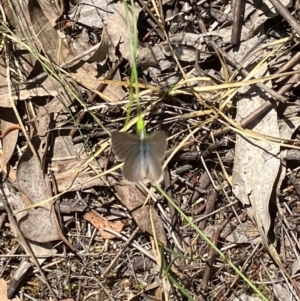 Zizina otis at Farrer Ridge NR  (FAR) - 3 Feb 2024 11:51 AM