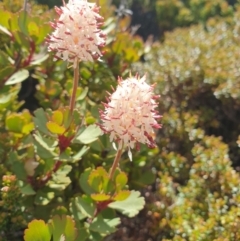 Bellendena montana (Mountain Rocket) at Mount Field National Park - 16 Jan 2024 by Detritivore