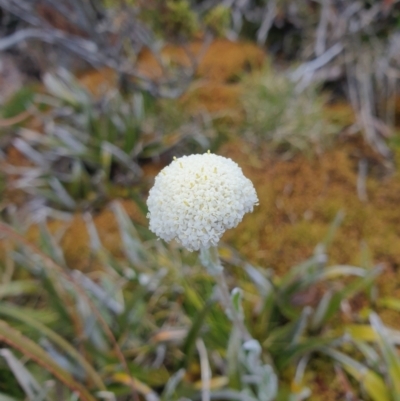 Craspedia macrocephala (Alpine Billy-Button) at Mount Field National Park - 16 Jan 2024 by Detritivore