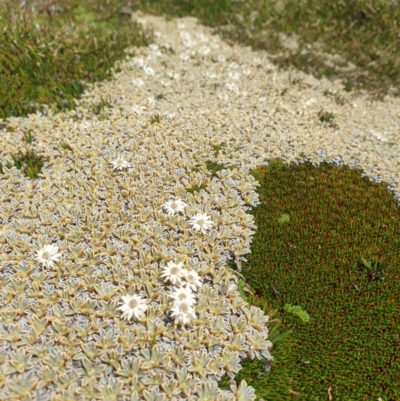 Ewartia meredithiae at Mount Field National Park - 16 Jan 2024 by Detritivore