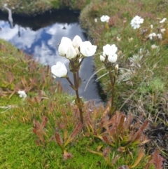 Gentianella diemensis (Mountain Gentian) at Mount Field National Park - 16 Jan 2024 by Detritivore