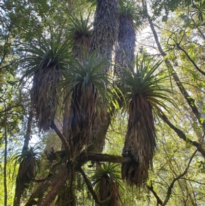 Richea pandanifolia (Pandani) at Southwest, TAS - 21 Jan 2024 by Detritivore