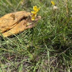 Goodenia pinnatifida at Aranda Bushland - 4 Feb 2024