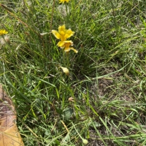 Goodenia pinnatifida at Aranda Bushland - 4 Feb 2024 10:00 AM