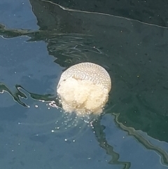 Unverified Jellyfish or Hydroid  at Sydney, NSW - 4 Feb 2024 by RobCook