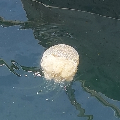 Unidentified Jellyfish or Hydroid  at Sydney, NSW - 4 Feb 2024 by RobCook