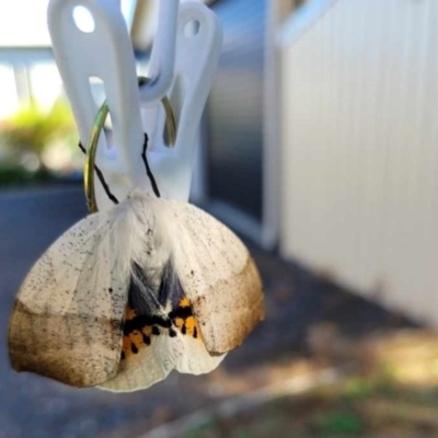 Gastrophora henricaria (Fallen-bark Looper, Beautiful Leaf Moth) at QPRC LGA - 4 Feb 2024 by BarbB