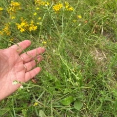 Hackelia suaveolens at Yarralumla, ACT - 4 Feb 2024