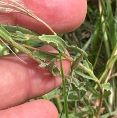 Epilobium billardiereanum subsp. cinereum (Hairy Willow Herb) at Aranda Bushland - 4 Feb 2024 by lbradley