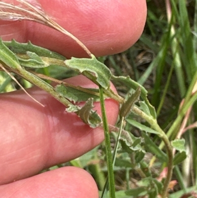 Epilobium billardiereanum subsp. cinereum (Hairy Willow Herb) at Yarralumla, ACT - 4 Feb 2024 by lbradley