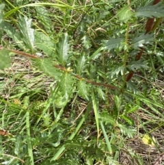 Acaena x ovina (Sheep's Burr) at Aranda Bushland - 4 Feb 2024 by lbradley