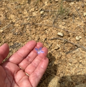 Wahlenbergia sp. at Yarralumla, ACT - 4 Feb 2024 02:29 PM