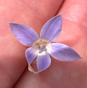 Wahlenbergia sp. at Yarralumla, ACT - 4 Feb 2024 02:29 PM