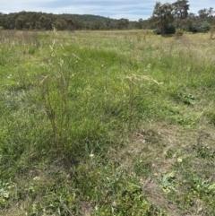 Austrostipa bigeniculata at Yarralumla, ACT - 4 Feb 2024 02:37 PM