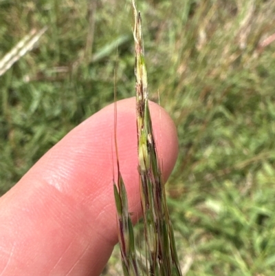 Bothriochloa macra (Red Grass, Red-leg Grass) at Aranda Bushland - 4 Feb 2024 by lbradley