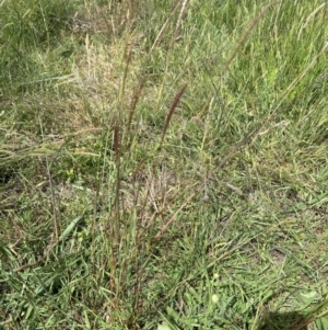 Bothriochloa macra at Yarralumla, ACT - 4 Feb 2024