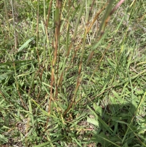 Bothriochloa macra at Yarralumla, ACT - 4 Feb 2024