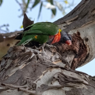 Trichoglossus moluccanus (Rainbow Lorikeet) at Higgins, ACT - 3 Feb 2024 by Untidy