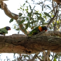 Trichoglossus moluccanus at Higgins Woodland - 4 Feb 2024 10:29 AM