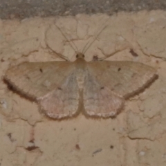 Scopula (genus) (A wave moth (Sterrhinae)) at Wanniassa, ACT - 3 Feb 2024 by JohnBundock