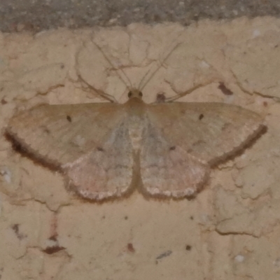 Scopula (genus) (A wave moth (Sterrhinae)) at Wanniassa, ACT - 3 Feb 2024 by JohnBundock