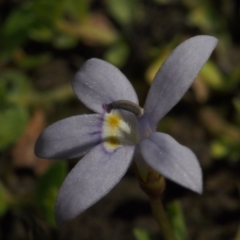 Isotoma fluviatilis subsp. australis at Mount Taylor - 2 Feb 2024