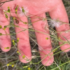 Senecio quadridentatus (Cotton Fireweed) at Wanniassa Hill - 4 Feb 2024 by BenHarvey