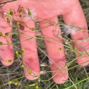 Senecio quadridentatus at Wanniassa Hill - 4 Feb 2024 02:28 PM