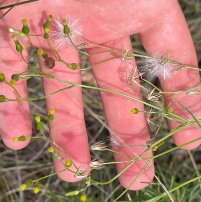 Senecio quadridentatus (Cotton Fireweed) at Fadden, ACT - 4 Feb 2024 by BenHarvey