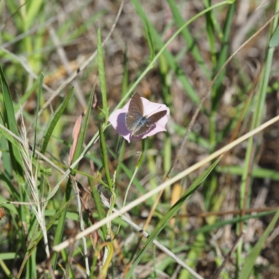 Zizina otis (Common Grass-Blue) at Griffith Woodland (GRW) - 10 Jan 2024 by BrendanG