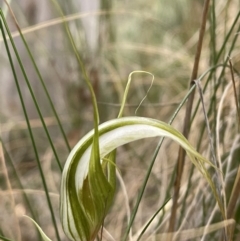 Diplodium ampliatum (Large Autumn Greenhood) at Fadden, ACT - 4 Feb 2024 by BenHarvey