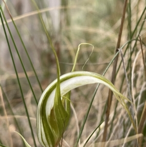 Diplodium ampliatum at Wanniassa Hill - 4 Feb 2024