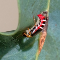 Carphurus sp. (genus) (Soft-winged flower beetle) at Higgins Woodland - 4 Feb 2024 by Untidy