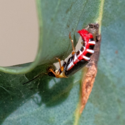 Carphurus sp. (genus) (Soft-winged flower beetle) at Higgins, ACT - 3 Feb 2024 by Untidy