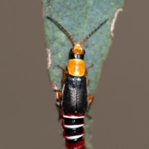 Carphurus sp. (genus) at Higgins Woodland - 4 Feb 2024 10:44 AM