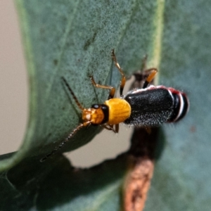 Carphurus sp. (genus) at Higgins Woodland - 4 Feb 2024