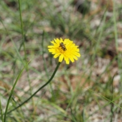 Lasioglossum (Chilalictus) sp. (genus & subgenus) (Halictid bee) at Griffith Woodland (GRW) - 10 Jan 2024 by BrendanG