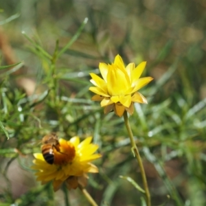 Apis mellifera at Griffith Woodland (GRW) - 10 Jan 2024 11:02 AM