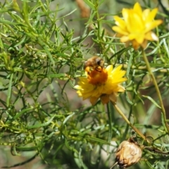 Apis mellifera at Griffith Woodland (GRW) - 10 Jan 2024