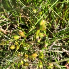 Juncus homalocaulis (A Rush) at Hall, ACT - 21 Jan 2024 by strigo